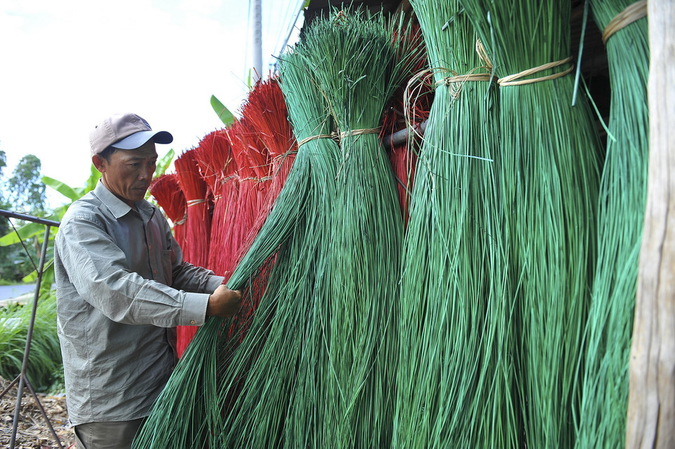 Để làm ra được một chiếc chiếu đẹp, ưng ý, khâu tuyển lựa các sợi lác nguyên liệu là cực kỳ quan trọng, lựa làm sao cho các cọng lác phải đều nhau không được nhuyễn quá cũng không được to quá. Sau đó, vuốt các sợi lác cho sạch sẽ, rồi đem đi phơi nắng từ độ 30 phút đến 1 tiếng để nhuộm cho lác ăn màu, đẹp, bóng. (Ảnh: Minh Đức/TTXVN)