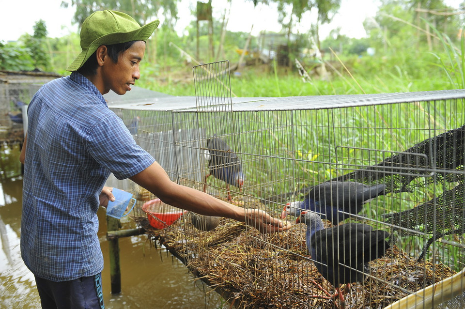 Nhân viên thuộc tổ cứu hộ bảo tồn và phát triển sinh vật thuộc Vườn Quốc Gia Tràm Chim chăm sóc cho cá thể chim trích cồ quý hiếm tại trung tâm. (Ảnh: Minh Đức/TTXVN) 