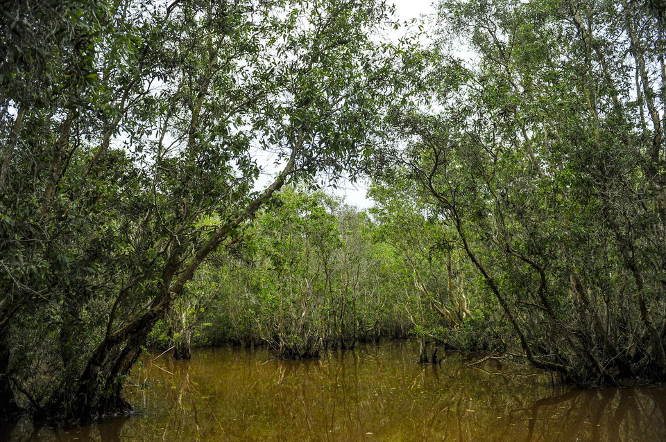 Do tác động con người, hầu hết những cánh rừng tràm nguyên sinh đã biến mất và hiện nay chỉ còn lại là những cánh rừng tràm trồng, nhưng do được bảo tồn nhiều năm nên có những cụm tràm phân bố theo kiểu tự nhiên. Hai kiểu phân bố được ghi nhận: tập trung (khoảng 1.826 ha) và tràm phân tán. (Ảnh: Minh Đức/TTXVN) 