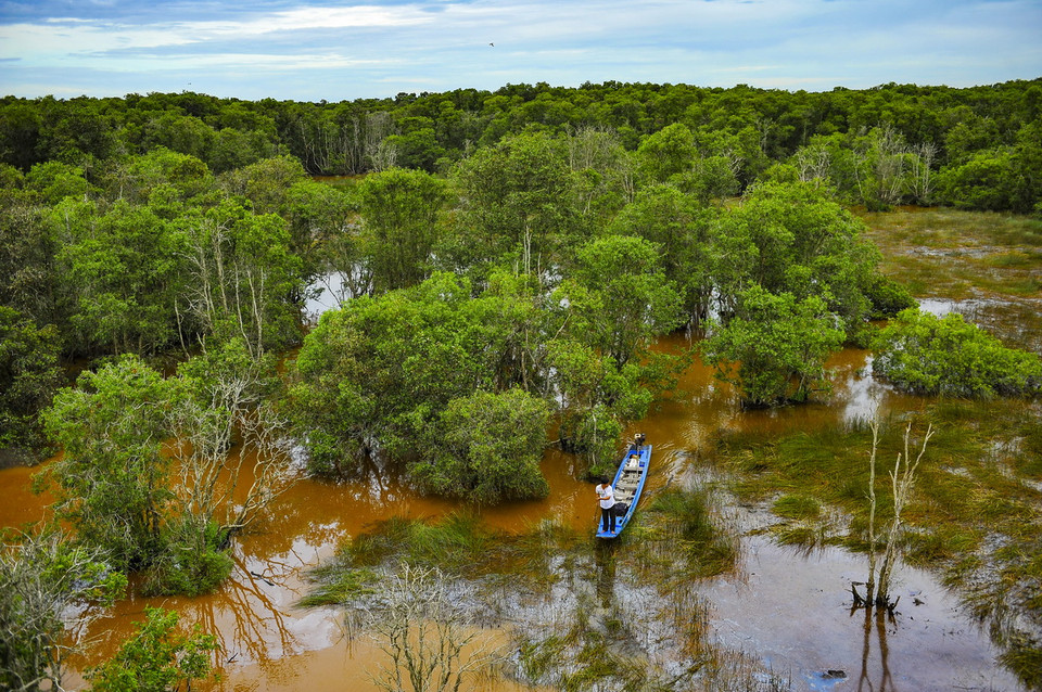 Rừng tràm là thảm thực vật thân gỗ có diện tích lớn nhất, diện tích khoảng 2968ha. (Ảnh: Minh Đức/TTXVN) 