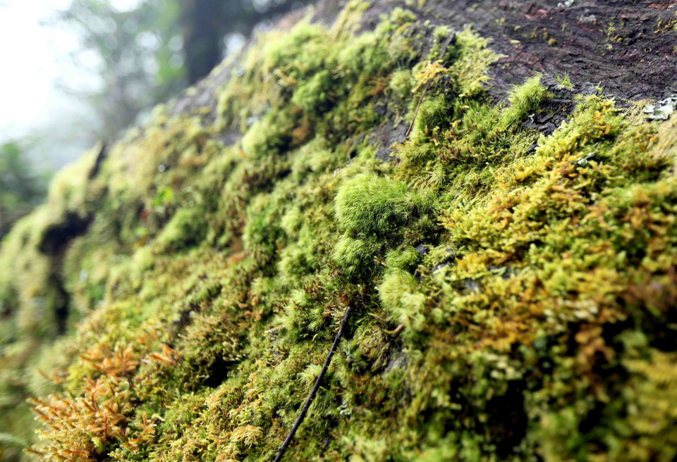 Dưới những tán lá rừng xum xuê của khu rừng nguyên sinh là những thảm thực vật vô cùng phong phú với màu sắc đa dạng. (Ảnh: Quý Trung/TTXVN)