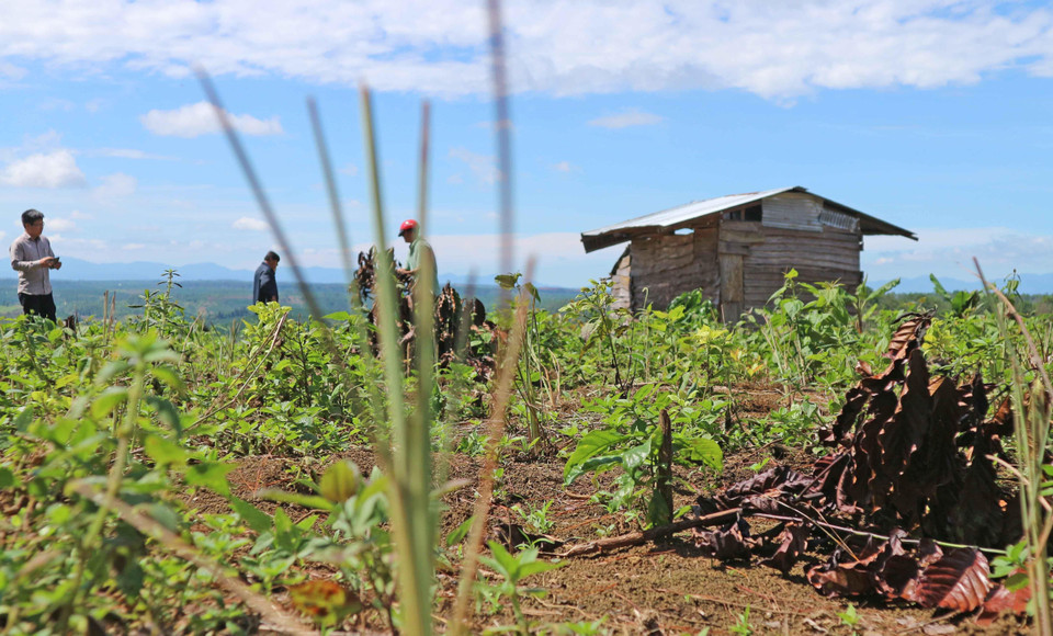 Một khu vực rừng cộng đồng thôn 4 (Tiểu khu 438A) đã bị triệt hạ để trồng cây càphê, trên diện tích đất này còn có cả chòi ở tạm. (Ảnh: Nguyễn Dũng/TTXVN)
