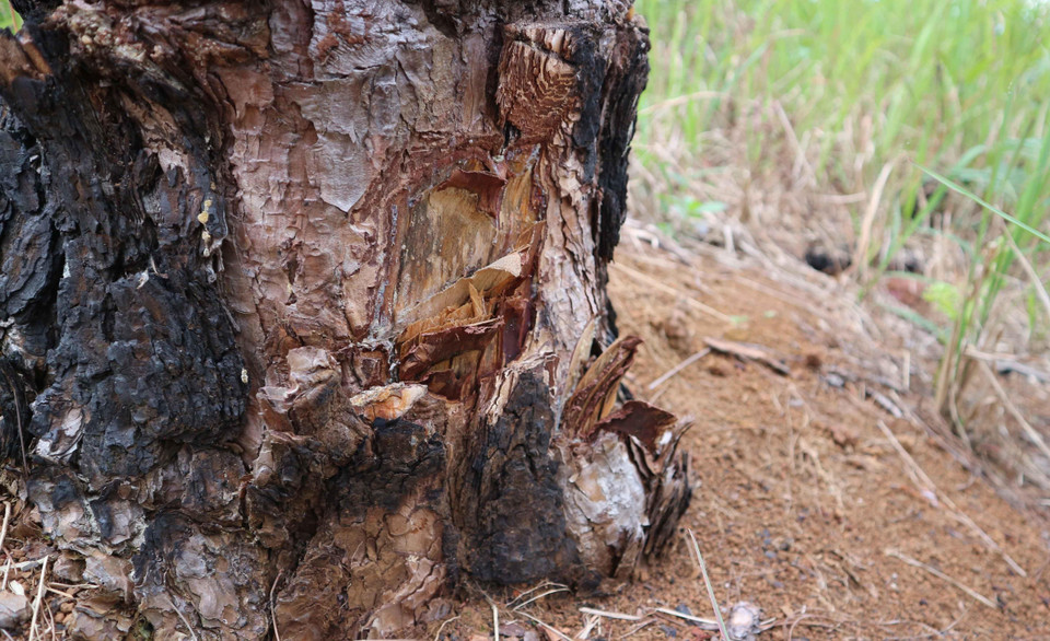 Rừng thông ở Bảo Lâm bị đầu độc bằng hình thức khá tinh vi, bị chặt sát dưới gốc rồi đổ thuốc hoá học vào cho cây chết dần. (Ảnh: Nguyễn Dũng/TTXVN)