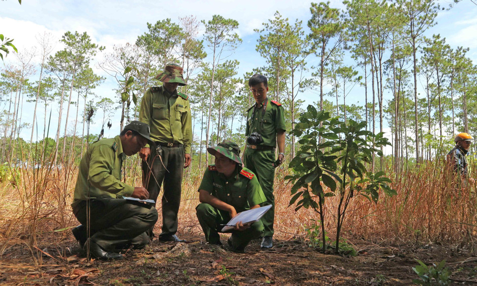 Cơ quan chức năng kiểm tra hiện trường vụ phát hiện hàng trăm khúc cây thông bị triệt hạ và chôn xuống đất phi tang nhằm lấn chiếm đất rừng tại Tiểu khu 438A (xã Lộc Ngãi, huyện Bảo Lâm). (Ảnh: Nguyễn Dũng/TTXVN)