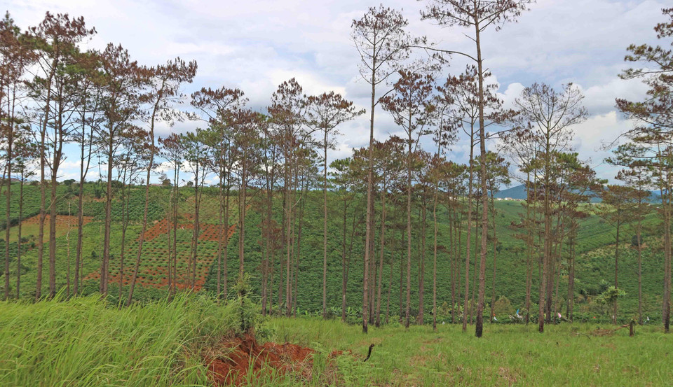 Theo thống kê của lực lượng Kiểm lâm, tổng diện tích thông bị đầu độc khoảng 6.450m2, nằm dọc theo tuyến đường liên thôn 7 (xã Lộc Ngãi, huyện Bảo Lâm). (Ảnh: Nguyễn Dũng/TTXVN)