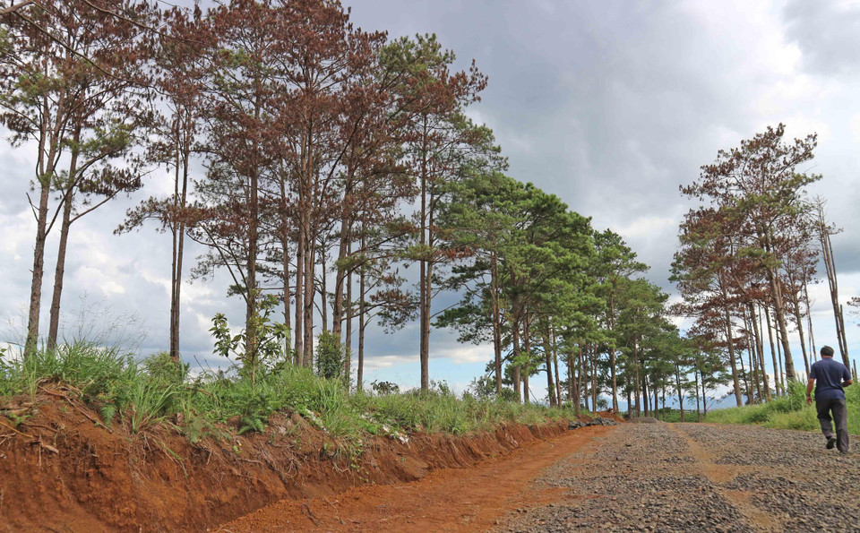 Một vạt rừng thông bị đầu độc chết khô tại địa bàn thôn 7, xã Lộc Ngãi (thuộc Tiểu khu 460, lâm phần do Ban quản lý rừng phòng hộ Đam B’Ri quản lý). (Ảnh: Nguyễn Dũng/TTXVN)