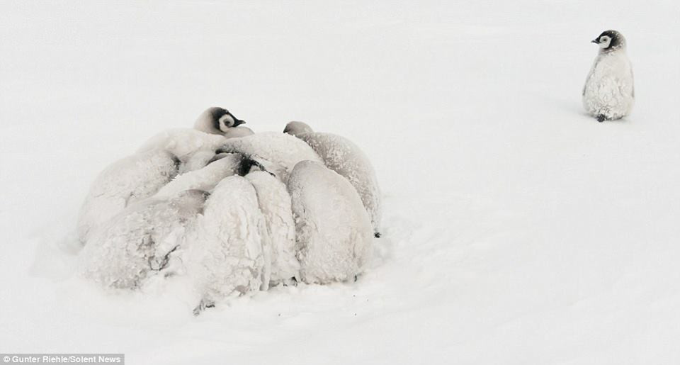 Không chỉ những con bé mà ngay cả những chim cánh cụt trưởng thành cũng áp dụng cách 'nương tựa vào nhau' để sưởi ấm cơ thể. (Nguồn: CCTVNews)