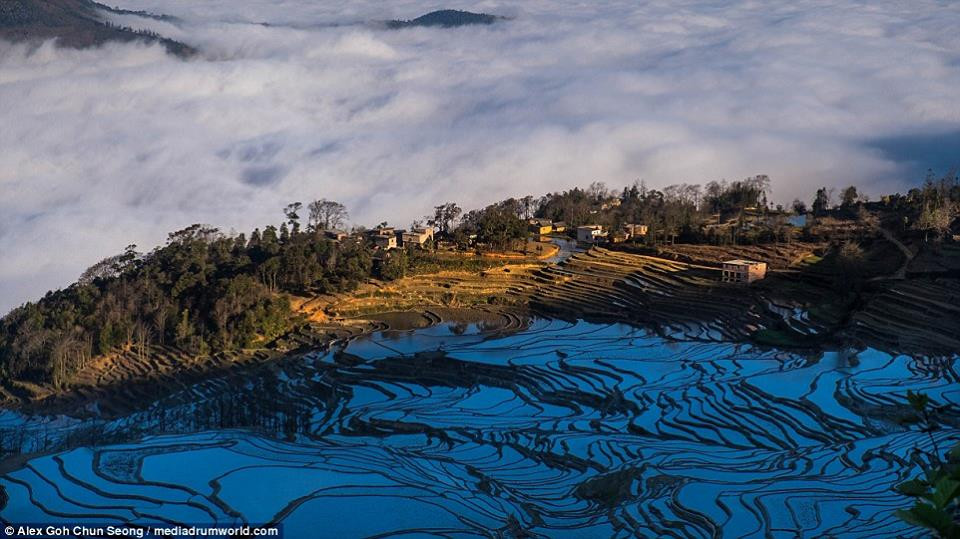 Người xem sẽ cảm giác như màu vàng, tím, cam và xanh dương như đang chảy trên các ruộng bậc thang, tạo ra hiệu ứng nhuộm màu trên cả cánh đồng. (Nguồn: CCTVNews)