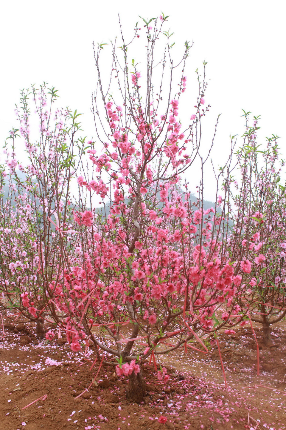 Trong vườn còn có những gốc bích đào khoe màu sắc sặc sỡ hơn. (Ảnh: Hữu Quyết/Vietnam+)