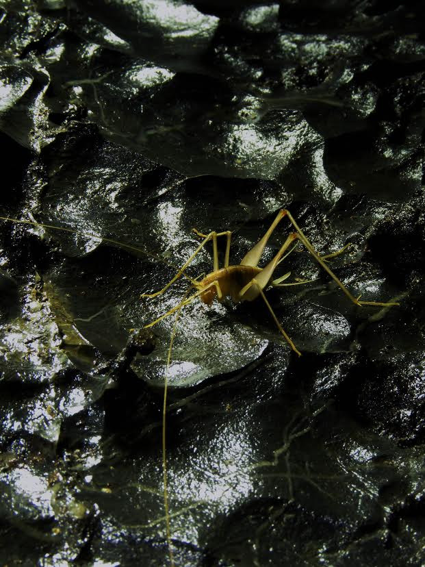 Sinh vật lạ bên trong hang. (Ảnh: Hi Trang/Vietnam+)