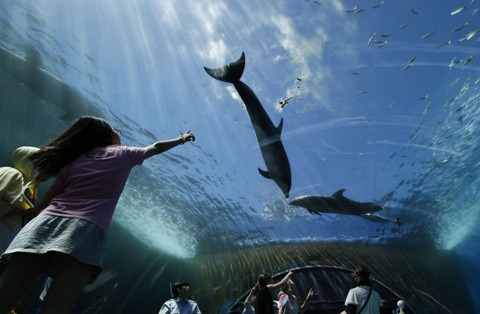 Cá heo bơi phía trên đầu khách trong bể nước ở khu thủy cung Hakkeijima Sea Paradise-công viên giải trí phức hợp ở Yokohama, phía tây nam Tokyo, Nhật Bản. 21/7. (Nguồn: AP)