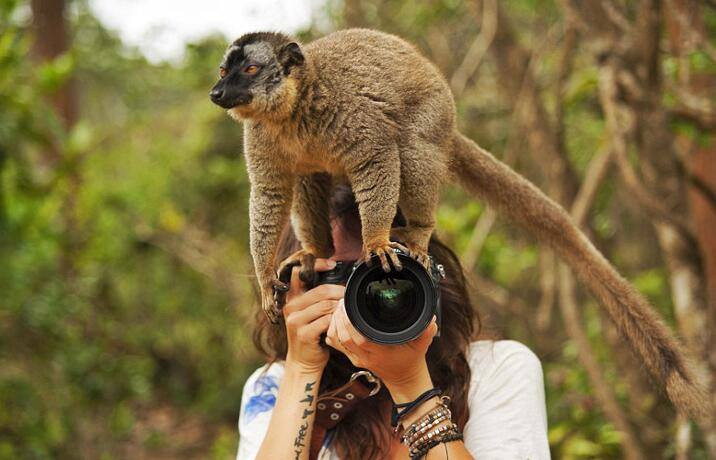 Bên cạnh cơ hội được hòa mình vào tự nhiên, Shannon cũng không ít lần bị những loài vật này cắn và để lại nhiều vết sẹo. Cô từng cầm vòi voi, để một con báo liếm má. (Nguồn: CCTVNews)