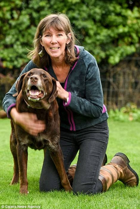 Gia đình nhận nuôi Rollo từ khi nó 3 tuổi từ trung tâm Labrador Lifeline Trust do người chủ cũ của nó không thể chịu được chú chó nghịch ngợm này. Bà Sue cho biết mặc dù chú chó Rollo rất bướng bỉnh nhưng vợ chồng bà vẫn rất yêu quý nó. (Nguồn: CCTVNews)