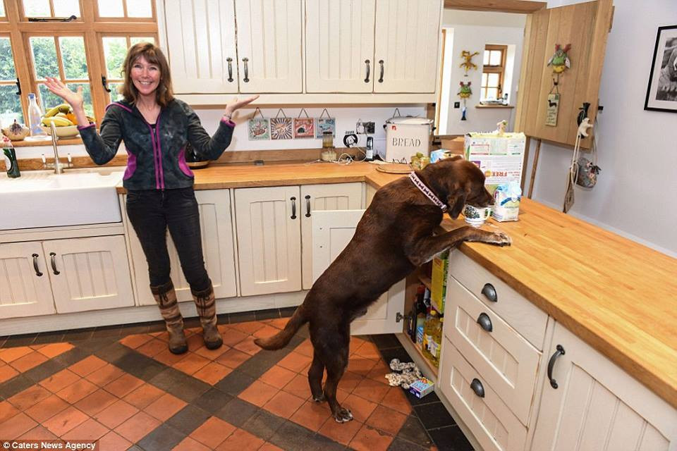 Bà Sue và chồng Stewart Maher cuối cùng đã quyết định phải dùng biện pháp mạnh khi ​lắp một cái bếp chống chó mới. Tất cả bát đũa được đặt ngoài tầm với của Rollo, tủ lạnh cũng được trang bị tay cầm đặc biệt để con chó không mở được. (Nguồn: CCTVNews)