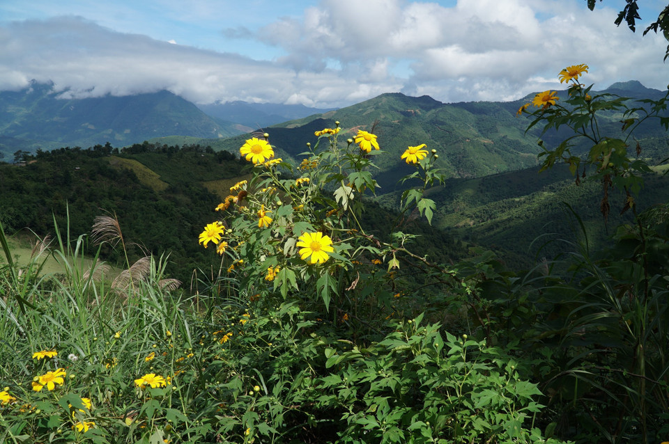 Hoa dã quỳ còn có các tên gọi khác như cúc quỳ, sơn quỳ, hướng dương dại..., có màu vàng cam; thường nở rộ từ cuối tháng 10 đến tháng 11 hằng năm. (Ảnh: Bích Huệ/TTXVN)