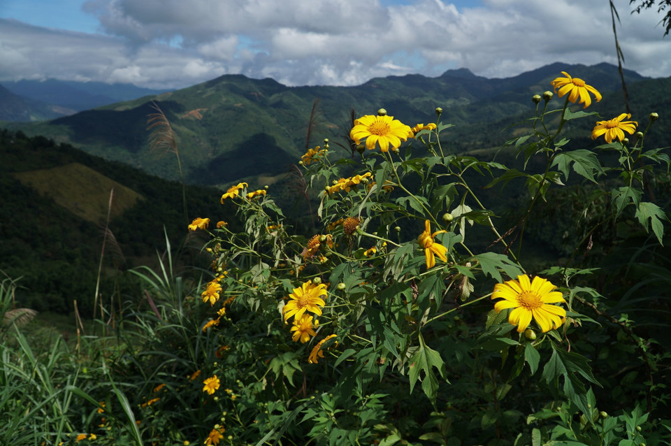 Hoa dã quỳ thường nở rộ từ cuối tháng 10 đến tháng 11 hằng năm. (Ảnh: TTXVN)