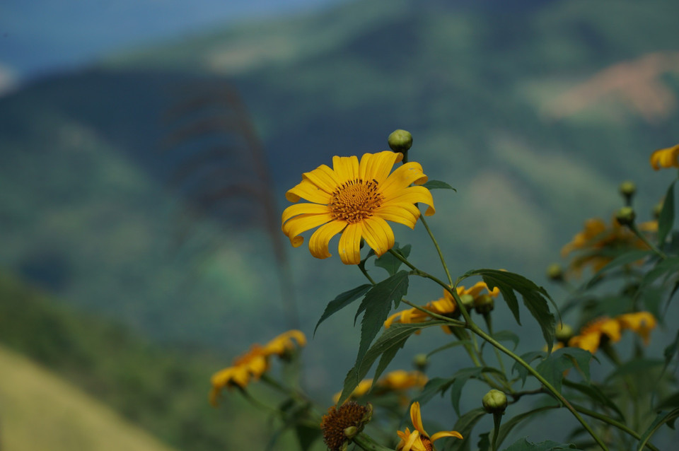 Khi trời se lạnh là khi hoa bắt đầu bung nở rực rỡ trên nền trời xanh. (Ảnh: Bích Huệ/TTXVN)