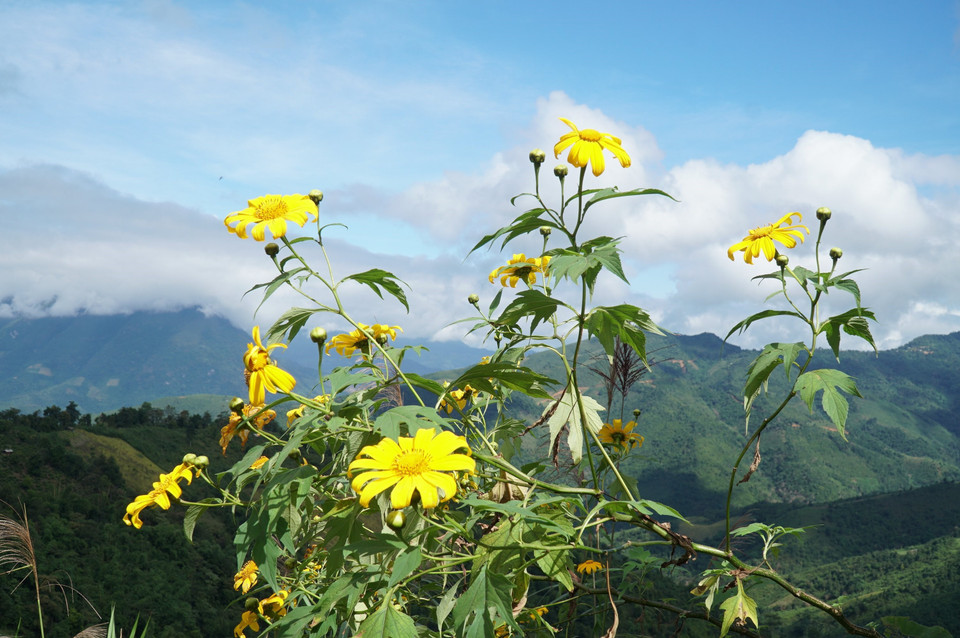 Hoa dã quỳ Nghệ An tập trung nhiều nhất ở dọc Quốc lộ 7 đoạn qua các xã Na Loi, Nậm Cắn, huyện Kỳ Sơn. (Ảnh: TTXVN)