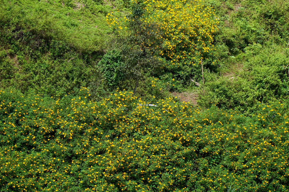 Hoa thường mọc dọc đường đi và dọc bờ rào của các gia đình người Mông ở Kỳ Sơn dọc biên giới Việt-Lào. (Ảnh: Bích Huệ/TTXVN)