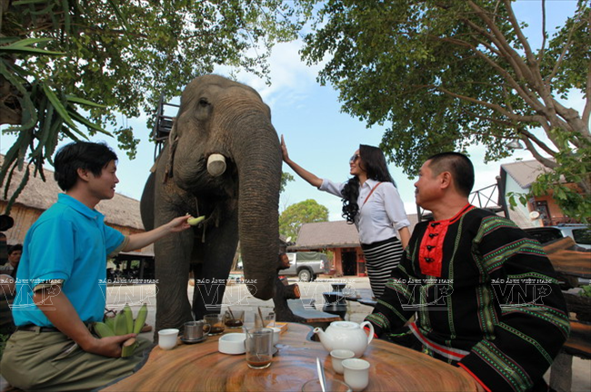 Những chú voi không hề lạ lẫm với người khách du lịch. (Ảnh: Tất Sơn/Báo ảnh Việt Nam)