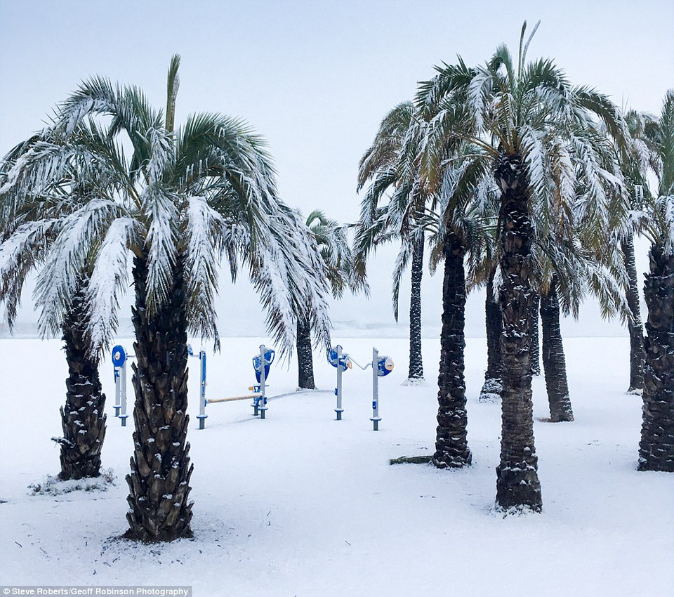 Những cây cọ vốn chỉ mọc ở vùng nắng ấm giờ đây lại chìm trong giá rét. (Nguồn: Dailymail)