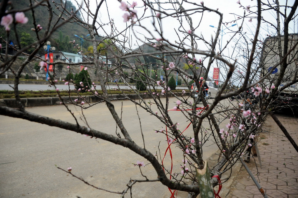 Rất nhiều người chỉ thích chơi đào rừng. (Ảnh: Nguyễn Công Hải)