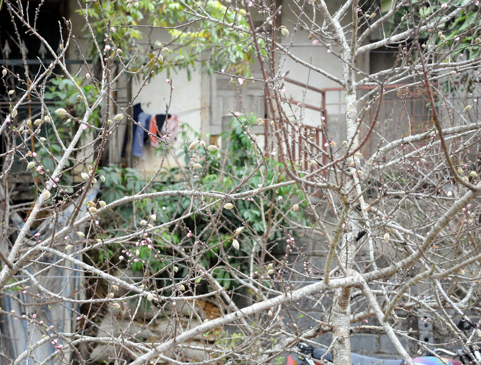 Cành đào này đã có người mua với giá hai triệu đồng. (Ảnh: Nguyễn Công Hải)