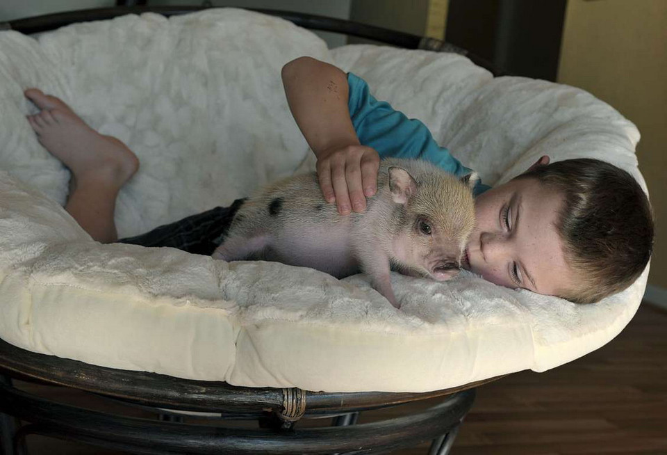 Loài lợn này cao 33-38 cm và cân nặng 13-23 kg. (Nguồn: Getty Images)