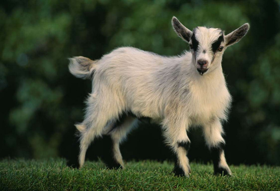  Mỗi con dê trưởng thành cao khoảng 60 cm và nặng 29 kg. (Nguồn: Getty Images)