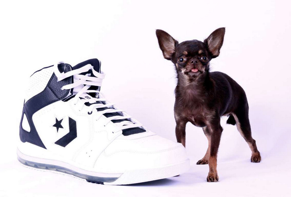 Đây được coi là thú cưng phổ biến nhất trên thế giới. Giống chó này rất nhanh nhẹn. (Nguồn: AP)