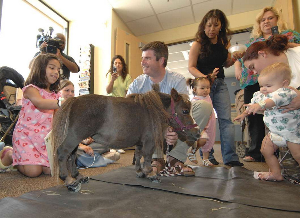 Chú ngựa mini trong hình có tên là Thumbelina. Nó thuộc sở hữu của Kay và Paul Goessling Missouri, Mỹ. Thumbelina là chỉ cao 43 cm. (Nguồn: AP)