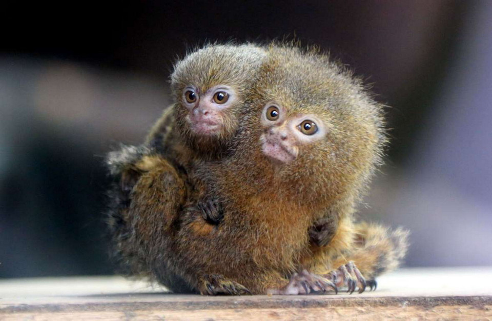 Loài khỉ này xuất hiện ở Nam Phi. Chúng chỉ nặng chưa tới 1kg. (Nguồn: REX)