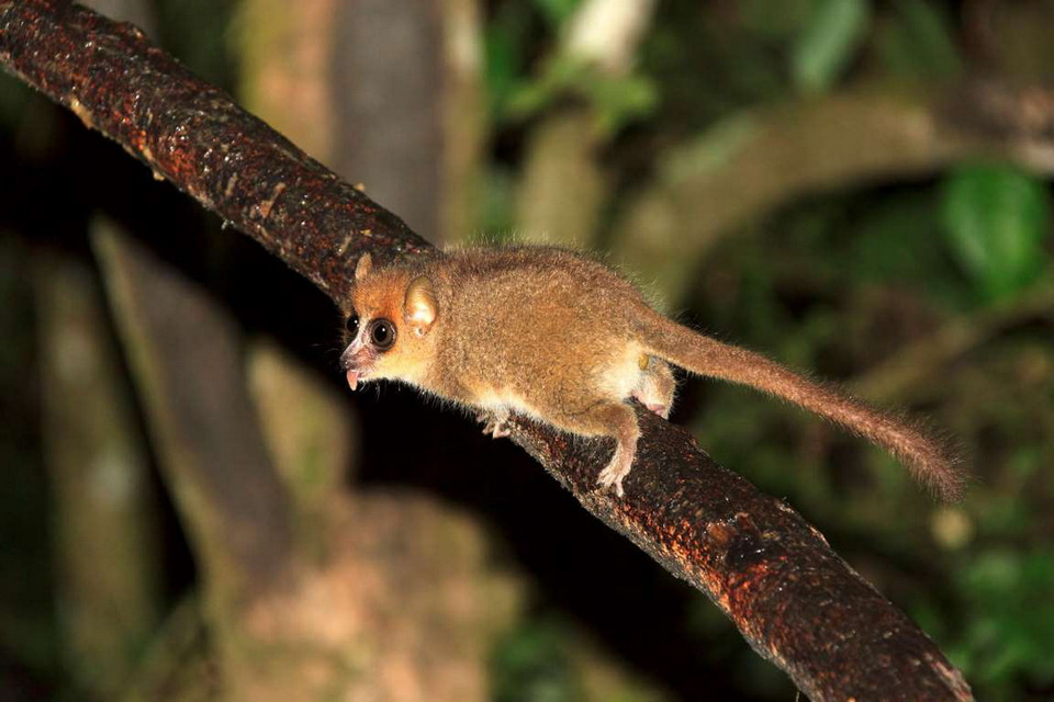 Vượn cáo chuột thường được người bản địa ở Madagascar nuôi. Chúng chỉ cao khoảng 5,7-12 cm. (Nguồn: Getty Images)