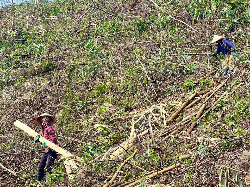 Người dân huyện Ba Chẽ khẩn trương tận thu lâm sản, dọn dẹp rừng bị bão số 3 tàn phá. (Ảnh: Thanh Vân/TTXVN)