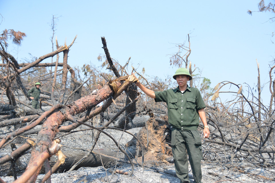 Sau bão số 3, tỉnh Quảng Ninh xảy ra 15 vụ cháy rừng thực bì, là diện tích cây bạch đàn, thông, keo đã bị bão số 3 tàn phá trước đó. (Ảnh: Thanh Vân/TTXVN)