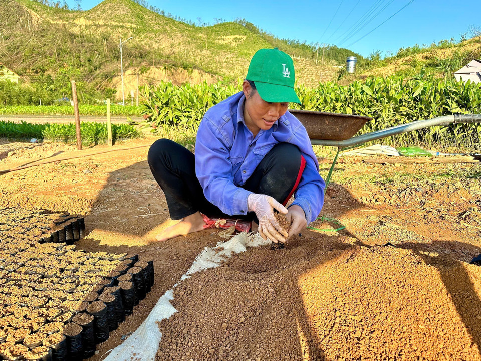 Các vườn ươm tập trung phải thuê thêm nhân công, tăng thời gian làm việc để khẩn trương ươm số lượng lớn cây keo giống đảm bảo cho mùa trồng rừng tới. (Ảnh: Thanh Vân/TTXVN)