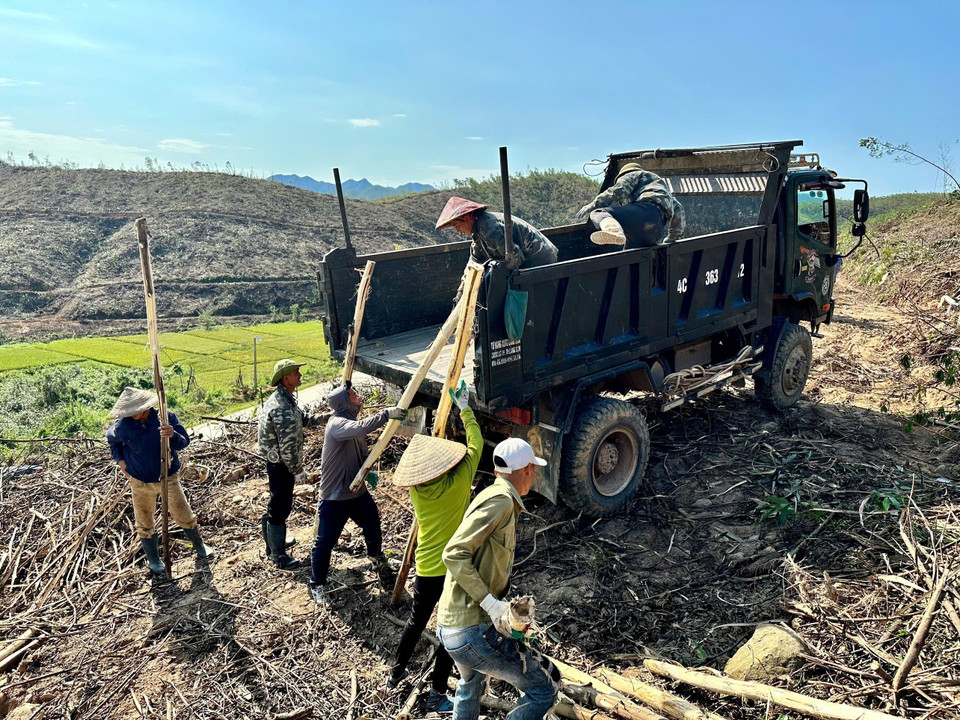 Các hộ dân mong muốn các công ty thu mua không ép giá gỗ rừng tận thu, vì họ đã bị thiệt hại rất nhiều sau bão số 3. (Ảnh: Thanh Vân/TTXVN)