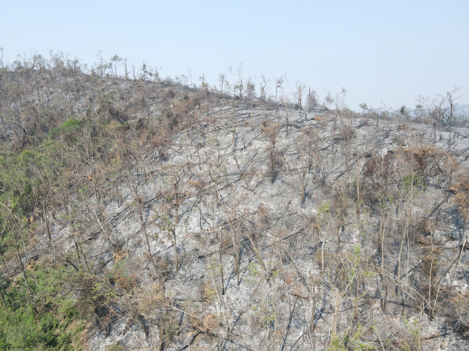 Những cánh rừng xanh bổng trở thành rừng "chết" sau khi bão số 3 đổ bộ vào Quảng Ninh. (Ảnh: Thanh Vân/TTXVN)