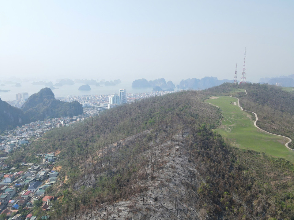 Những cánh rừng xanh mướt bị tàn phá xơ xác chỉ sau 4 tiếng bão Yagi đổ bộ. (Ảnh: Thanh Vân/TTXVN)