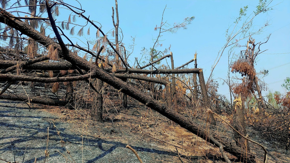 Cơn bão số 3 đã khiến trên 119.000ha rừng của tỉnh Quảng Ninh bị tàn phá. (Ảnh: Thanh Vân/TTXVN)