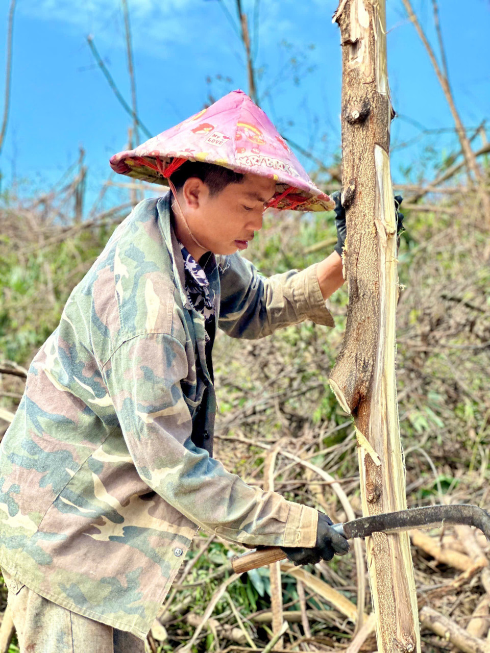 Nhiều cây gỗ chừng 3-4 năm tuổi chỉ có thể tận dụng làm củi. (Ảnh: Thanh Vân/TTXVN)