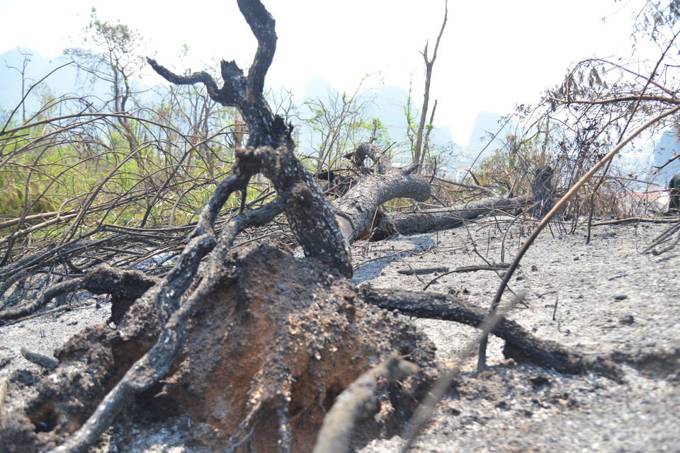Những cánh rừng xanh mướt, kế sinh nhai của hàng nghìn con người ở Quảng Ninh chỉ sau một cơn bão số 3 (Yagi) đã bị bật gốc, bẻ gãy, vặn xoắn. (Ảnh: Thanh Vân/TTXVN)