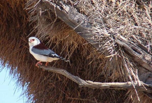 Bên trong tổ có tới 100 khoang riêng biệt, là nhà của khoảng 500 con chim thợ dệt. (Nguồn: CCTVNews)