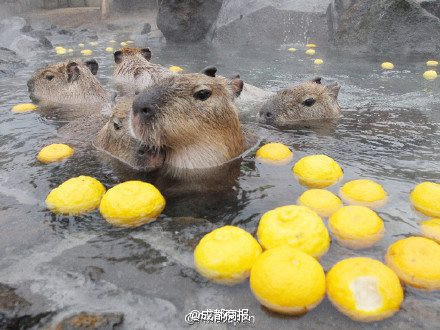 Một công viên ở Nhật Bản đã xây hồ nước nóng ngâm bưởi tươi ngay trong suối nước nóng tự nhiên để dành riêng cho những chú chuột lang nô đùa. (Nguồn: CCTVNews)