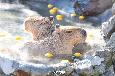 Tuy sống dưới nước nhưng những chú chuột lang này ở công viên Nhật Bản không thể xuống nước vào mùa Đông băng giá. (Nguồn: CCTVNews)