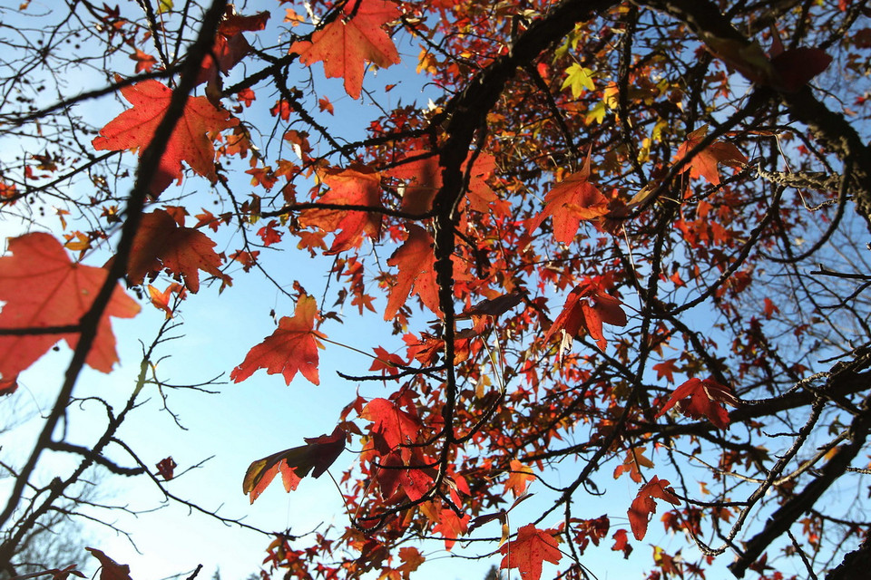 Sắc thu Prague. (Ảnh: Quang Hải/TTXVN) 