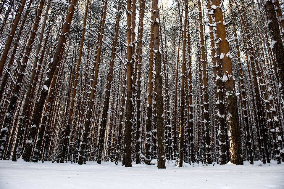 Khu rừng ở làng Atak. (Nguồn: Sputniknews)