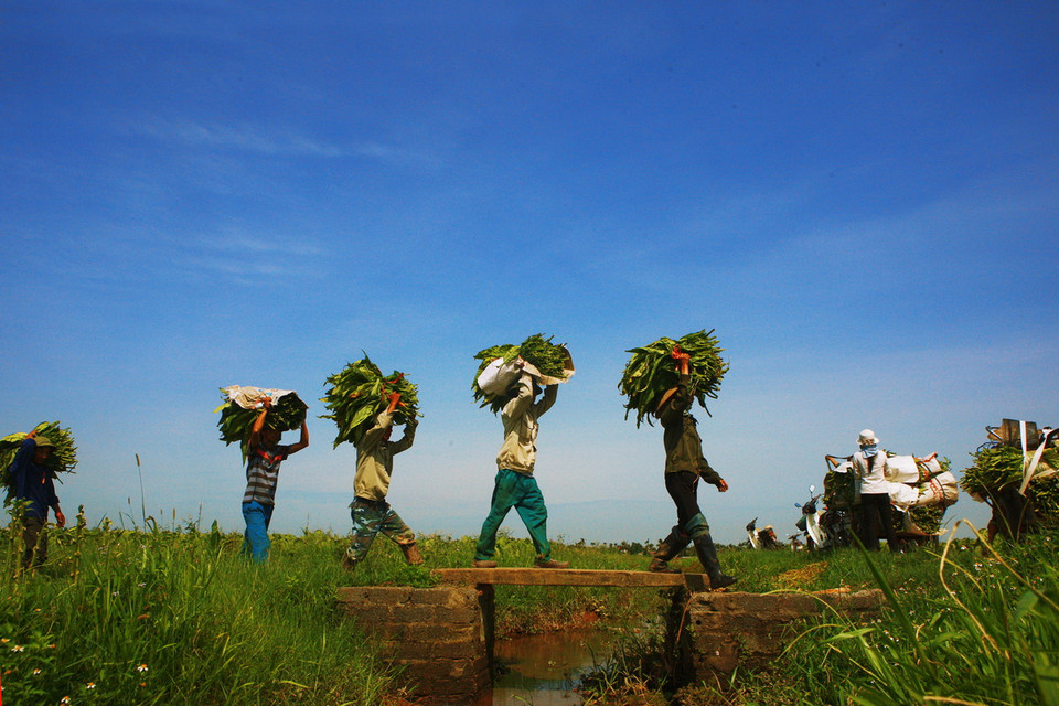  Thu hoạch thuốc lào. (Ảnh: Lâm Khánh/TTXVN) 