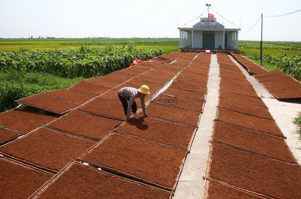  Phơi thuốc lào tại xã Hoà Bình, huyện Vĩnh Bảo. (Ảnh: Lâm Khánh/TTXVN)