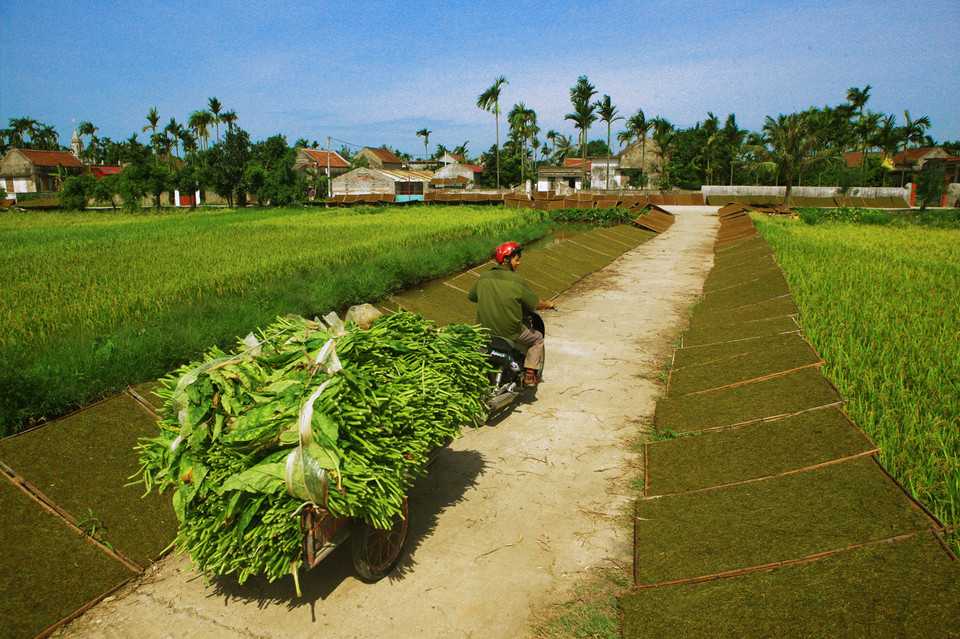  Thu hoạch thuốc lào. (Ảnh: Lâm Khánh/TTXVN) 